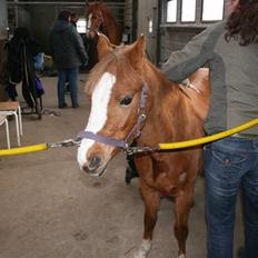 Welsh Pony (sec B) Honni