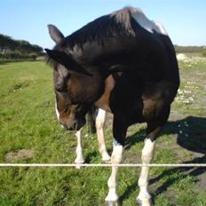 Anden særlig race Silas (har redet)