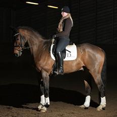 Dansk Varmblod Future-Lad *Solgt*