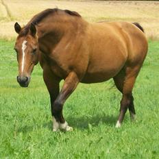Dansk Varmblod Roselil Sølyst