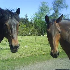 Dansk Varmblod pretender