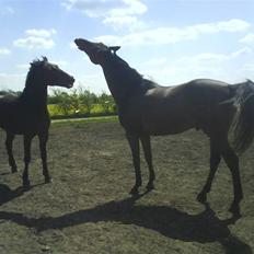 Dansk Varmblod pretender