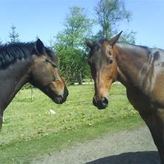 Dansk Varmblod pretender