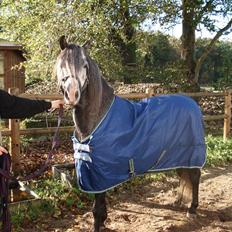 Welsh Pony (sec B) Taylor (solgt)