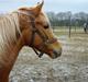 Palomino Lykkesholm's Smeagel