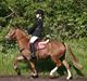 Welsh Pony (sec B) Honni