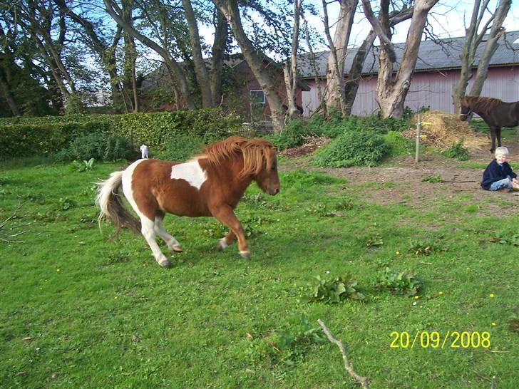 Shetlænder Chif billede 14