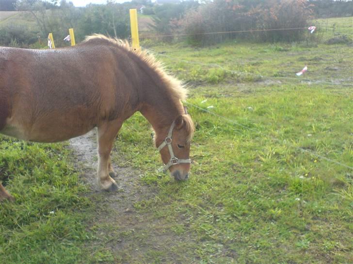Anden særlig race pippi<3 - pippi står og spiser lidt græs<3 billede 7