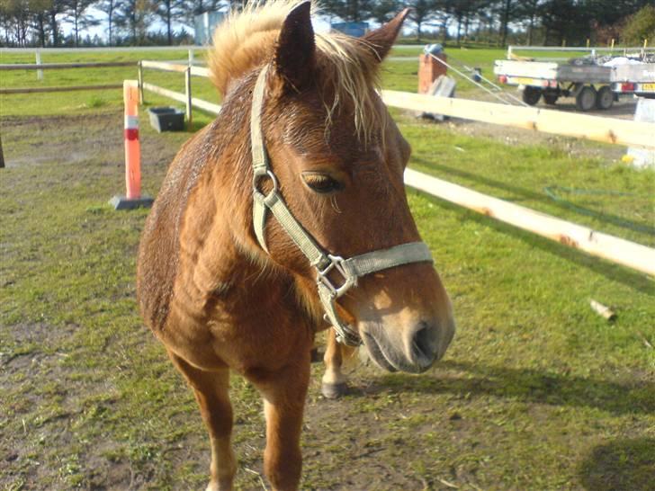 Anden særlig race pippi<3 - pippi´s smukke hovde<3 billede 9