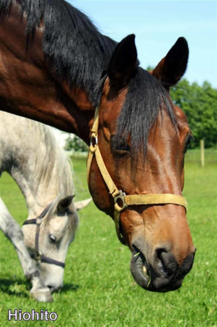 Trakehner Hiohito - Sååå smuk <3 Af Karina, d. 30/5 09 billede 17