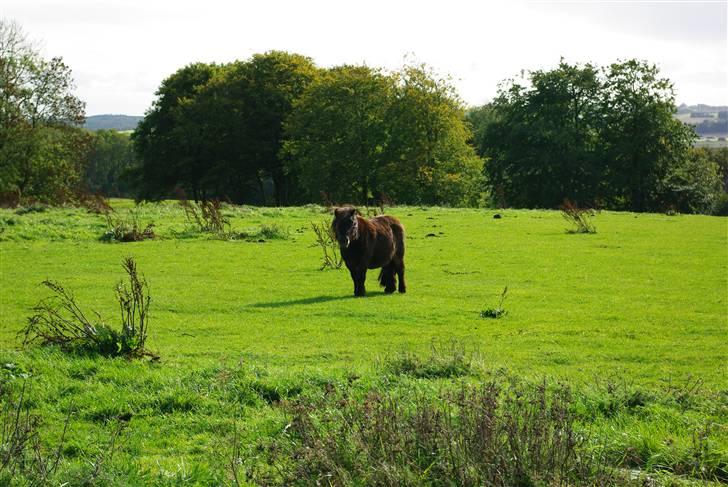 Shetlænder Bølle<3(L' ILY <3 - Smukke bølle  billede 17