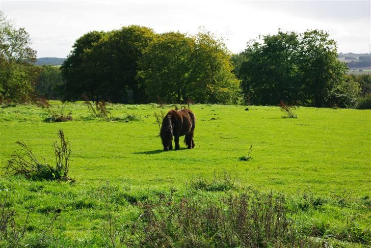 Shetlænder Bølle<3(L' ILY <3 - Dejlige  Bølle  billede 18