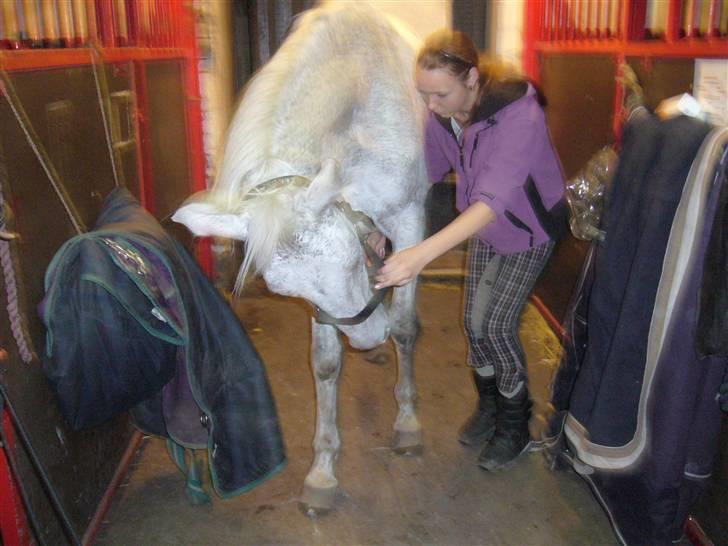 Anglo Araber (AA) Mørkbak's Malaika *Solgt* - Malaika er nysgerrig <3 Foto: Bettina billede 11