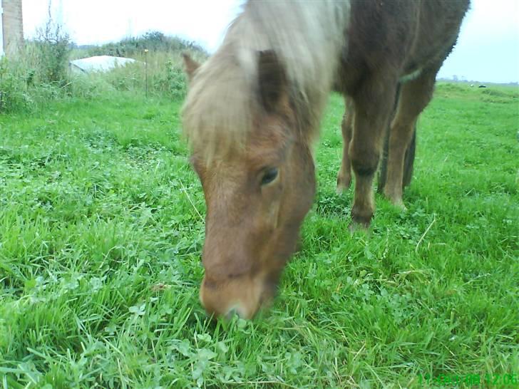 Islænder Jarl-Peter fra nørmark - Jarlpeter fra Nørmark. billede 1