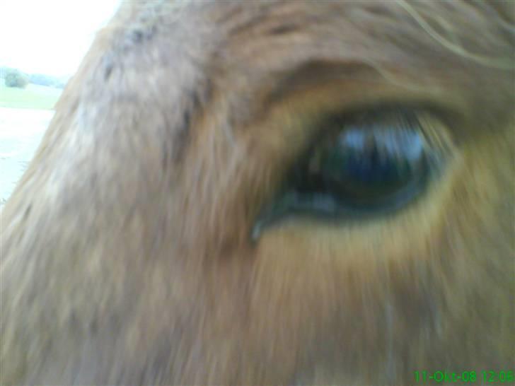 Islænder Jarl-Peter fra nørmark billede 2