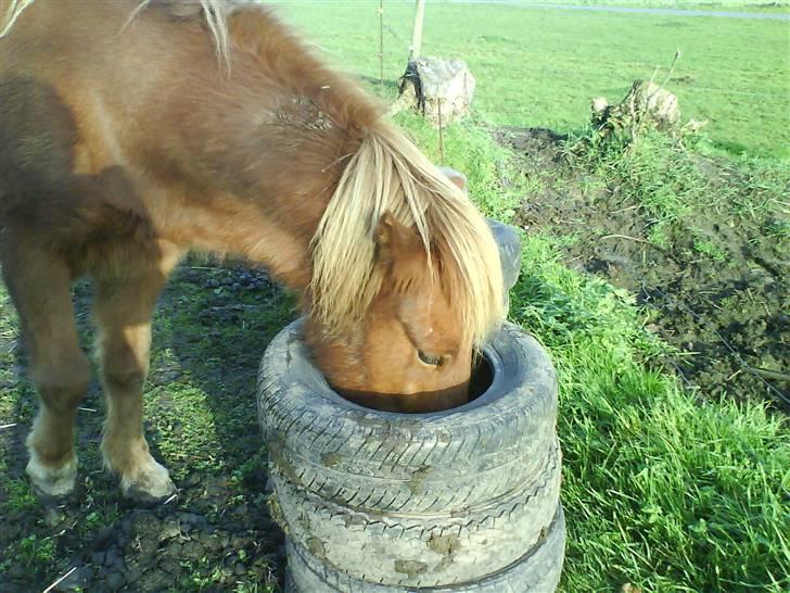 Islænder Jarl-Peter fra nørmark billede 3