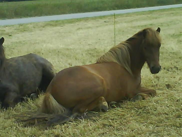 Islænder Jarl-Peter fra nørmark billede 4