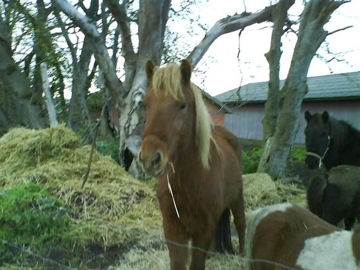 Islænder Jarl-Peter fra nørmark billede 5