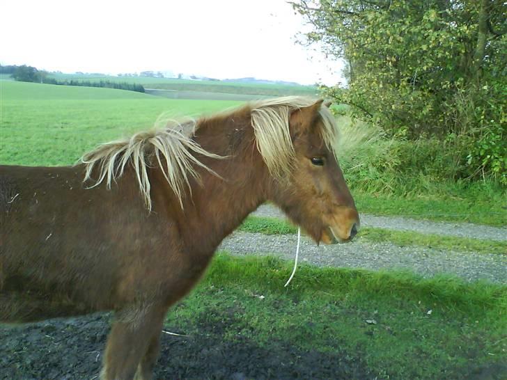 Islænder Jarl-Peter fra nørmark billede 6