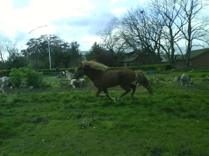 Islænder Jarl-Peter fra nørmark billede 7