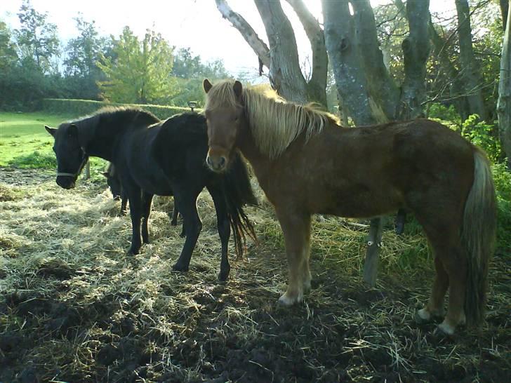 Islænder Jarl-Peter fra nørmark billede 8