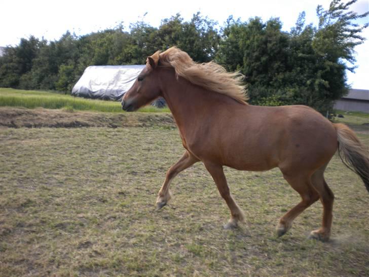 Islænder Jarl-Peter fra nørmark billede 9