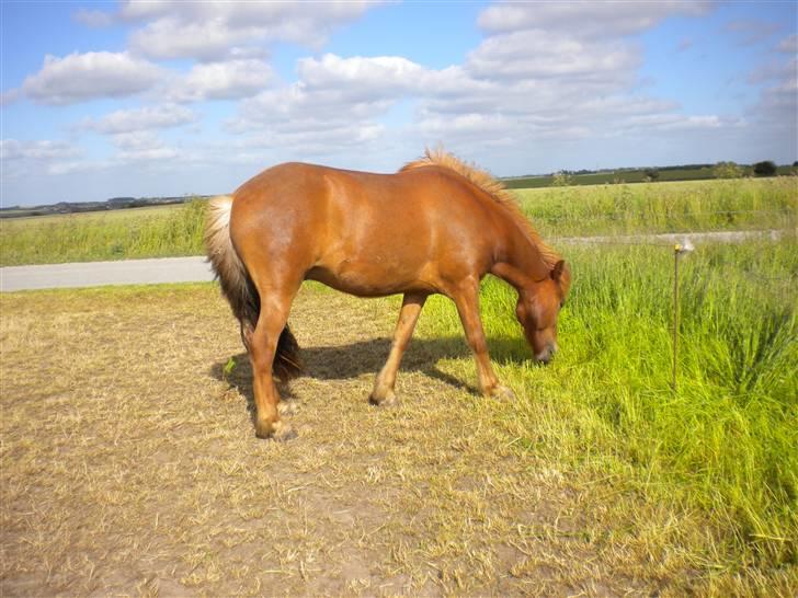 Islænder Jarl-Peter fra nørmark billede 10