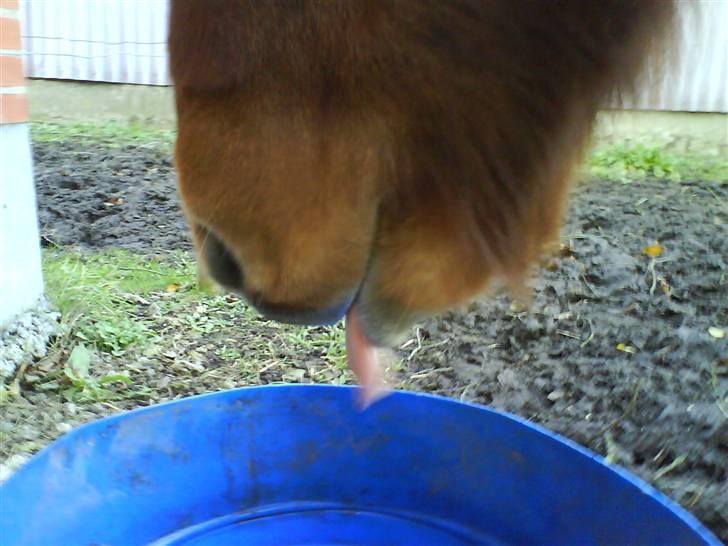 Islænder Jarl-Peter fra nørmark billede 11