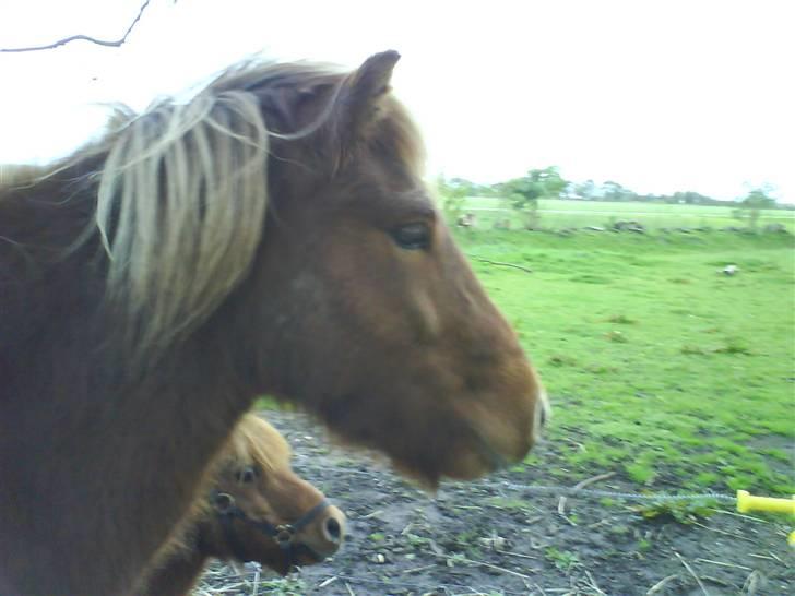 Islænder Jarl-Peter fra nørmark billede 12