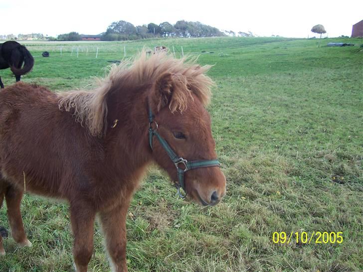 Islænder Jarl-Peter fra nørmark billede 13