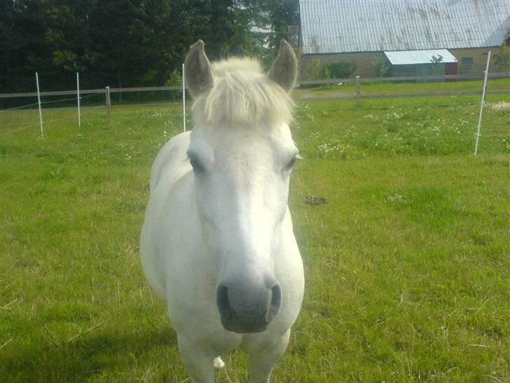 Anden særlig race Tulle billede 10