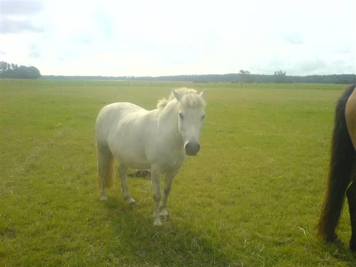 Anden særlig race Tulle billede 11