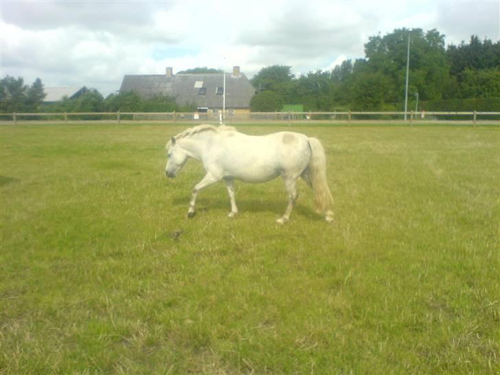 Anden særlig race Tulle billede 12