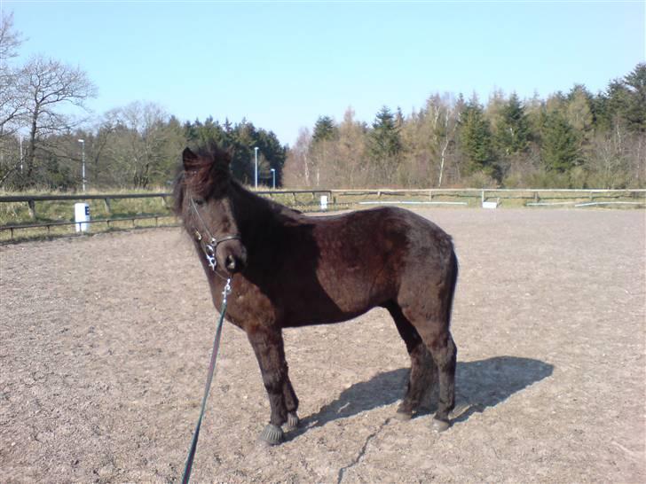 Islænder Hördur Fra Guldbæk - longering 2007 billede 7