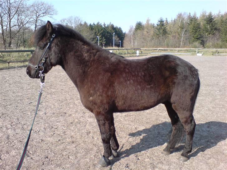 Islænder Hördur Fra Guldbæk - en grim parade med stil? eller noget... billede 8