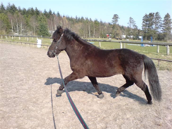 Islænder Hördur Fra Guldbæk - stjerne kigger i trav heh billede 9