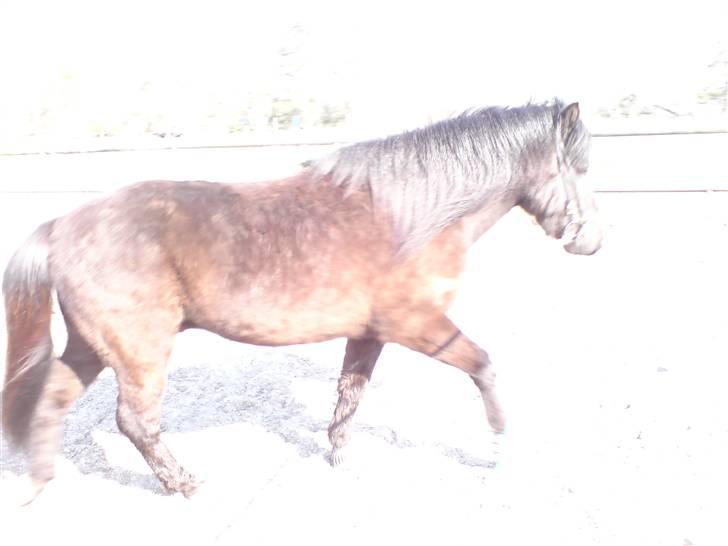 Islænder Hördur Fra Guldbæk - "..og der kom lys..." billede 10