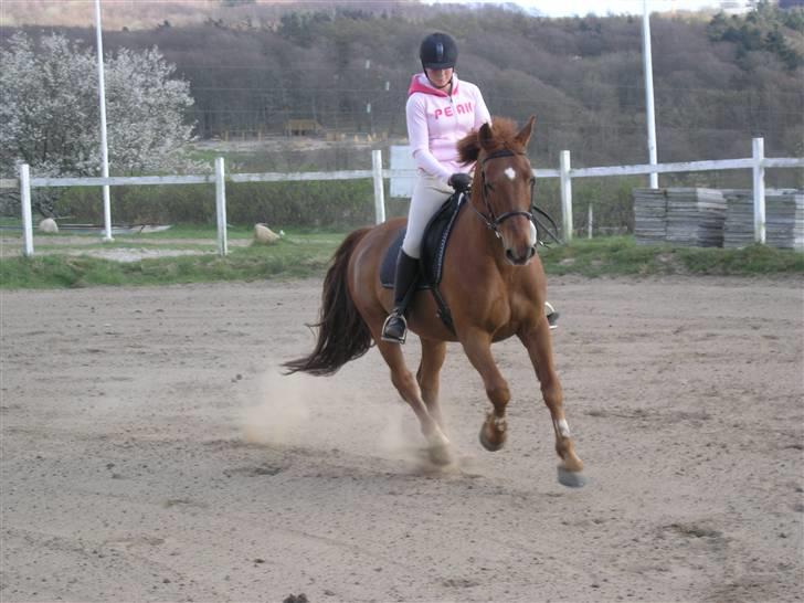 Anden særlig race Stald Gipsys Bandit billede 11