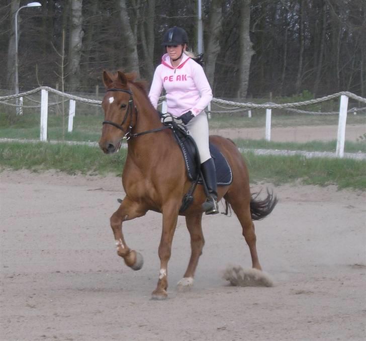 Anden særlig race Stald Gipsys Bandit billede 12