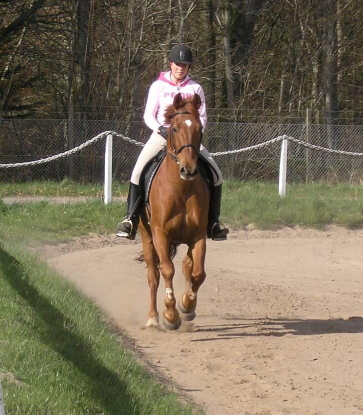 Anden særlig race Stald Gipsys Bandit billede 13