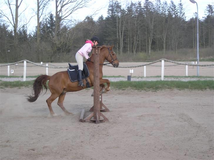 Anden særlig race Stald Gipsys Bandit billede 14