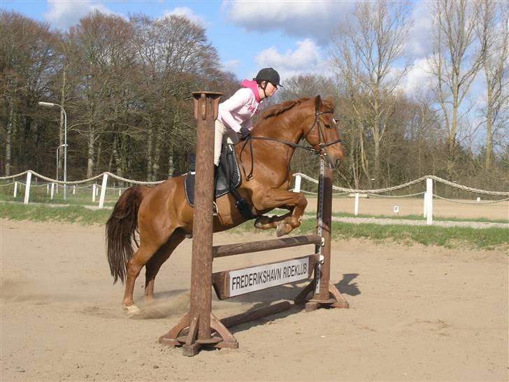 Anden særlig race Stald Gipsys Bandit billede 15