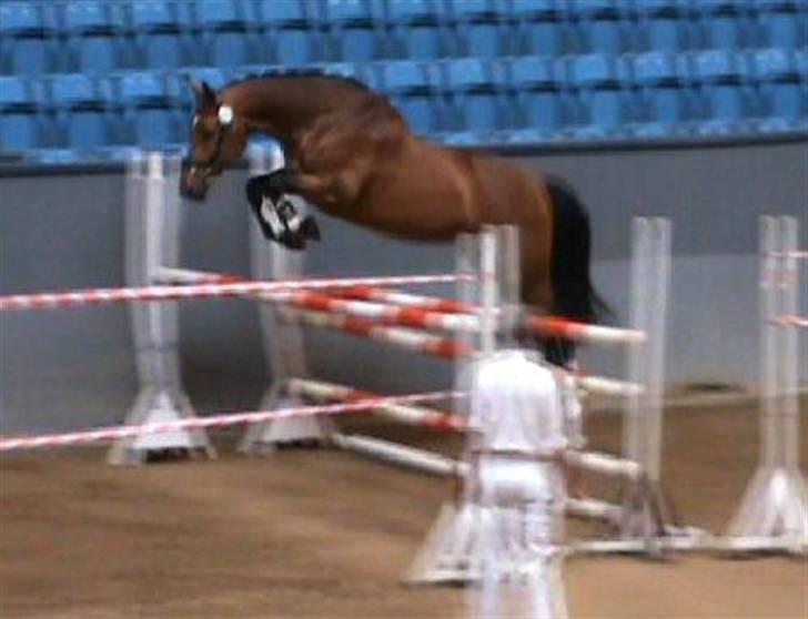 Dansk Varmblod Slandine-W RDH - Dine på Vilhelmsborg - Hoppekåring ! Hvor hun bla. fik 8 for kapacitet.  billede 14