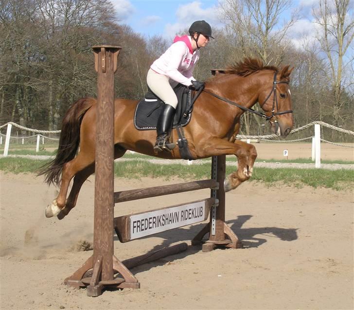 Anden særlig race Stald Gipsys Bandit billede 16