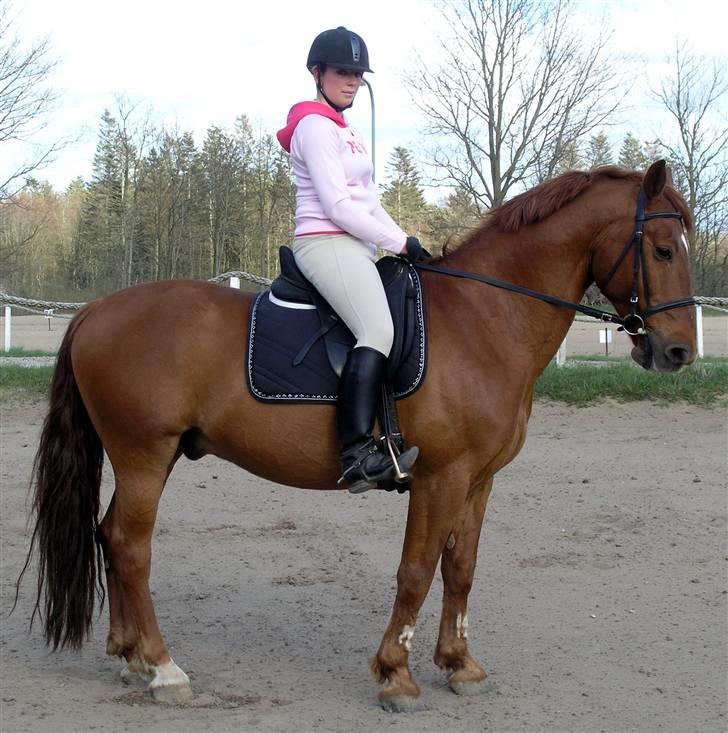 Anden særlig race Stald Gipsys Bandit billede 17