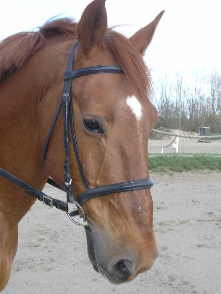 Anden særlig race Stald Gipsys Bandit billede 18