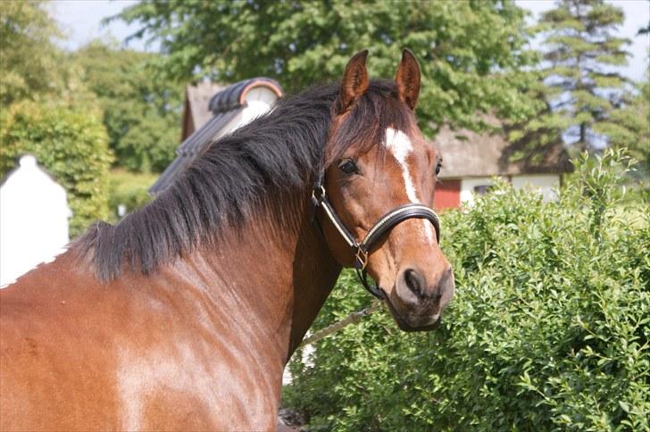 Anden særlig race | Forza Maldini | *UDLÅNT* - Min model pony!<3 Foto: Rikke (LJ-Foto) billede 14