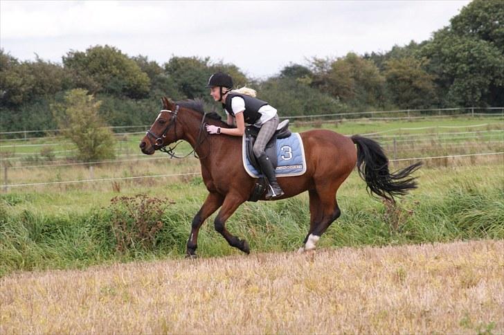 Anden særlig race | Forza Maldini | *UDLÅNT* - Hurtig som lynet, galopere du lige ind i mit hjerte:D !!! Foto: Rikke (LJ-Foto) billede 15