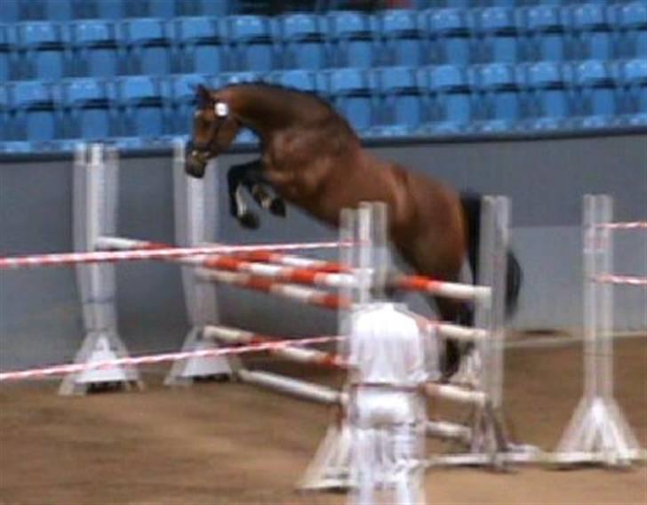 Dansk Varmblod Slandine-W RDH - Dine på Vilhelmsborg - Hoppekåring ! Hvor hun bla. fik 8 for kapacitet.  billede 15