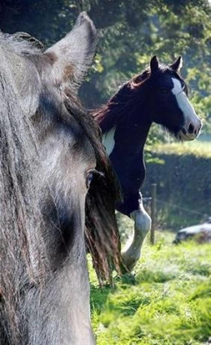 Irish Cob Troelsegaarden's MacNeal - Redigeret af en pige på HN. Dejligt billede :) sådan lidt drømmeagtigt billede 11